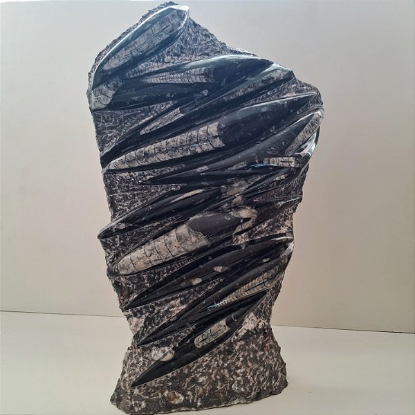 Fóssil Orthocera Polida na Matriz com Base 40cm