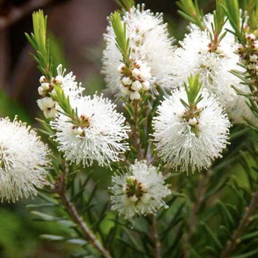 Melaleuca - Tea Tree - Óleo Essencial Antisséptico
