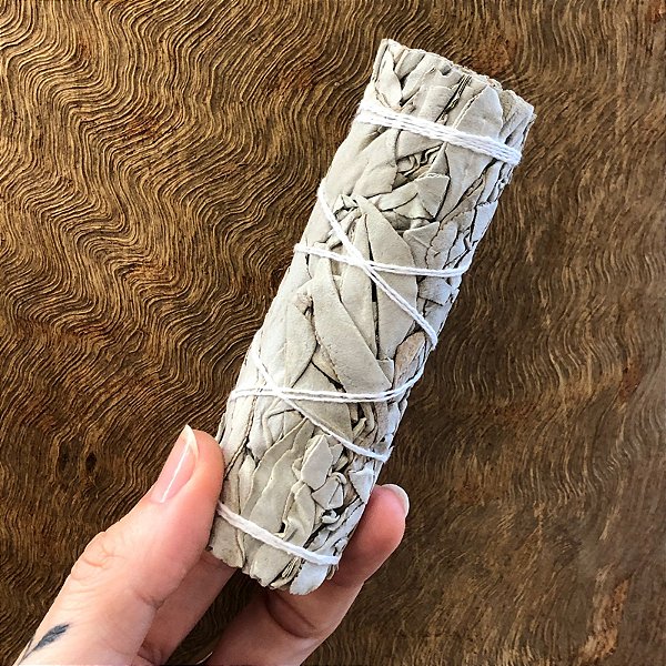 Sálvia Branca natural - 10cm