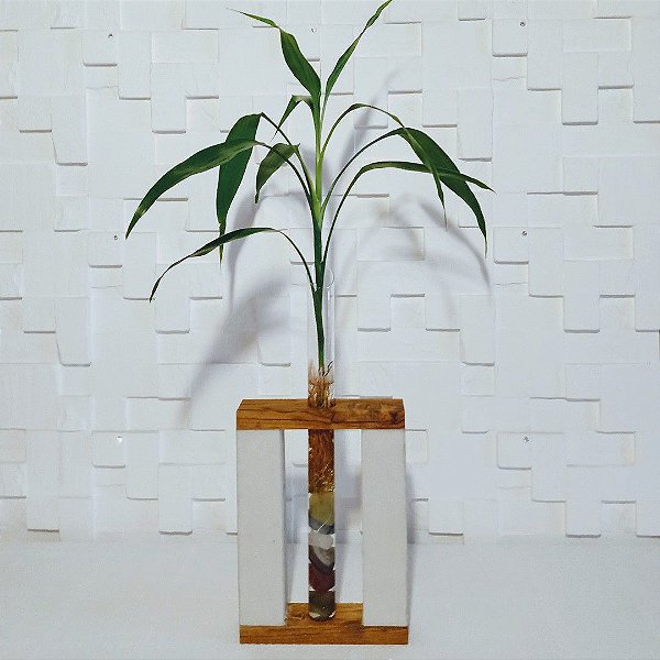 Bambu da sorte  com suporte rústico