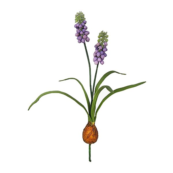 Hyacinth ou Jacinto Roxo com Bulbo Permanente