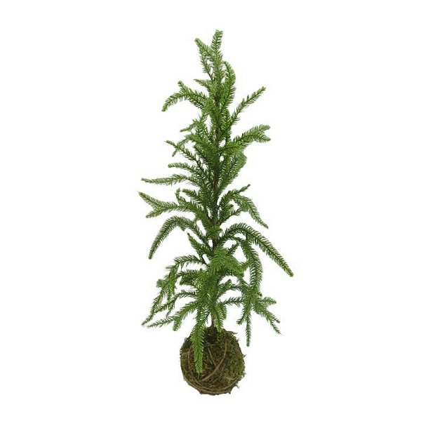 Pinheiro Kokedama