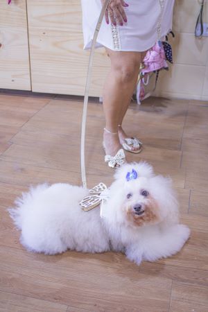 Coleiras, Peitorias e tal Mãe