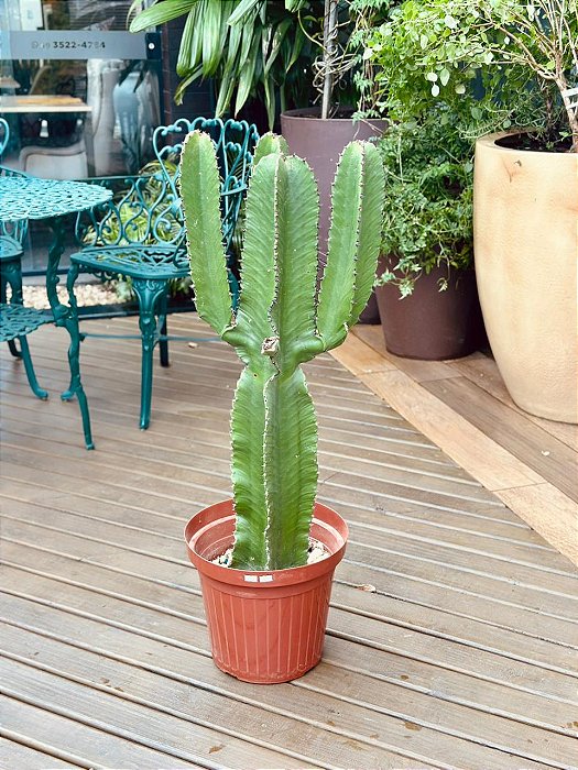 DLI - Plantas