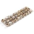 OVO DE CODORNA JOSIDITH C/30