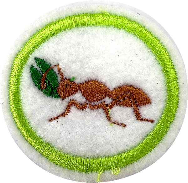 ESPECIALIDADE DBV NATUREZA - Formigas