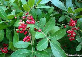 Schinus Terebinthifolius (AROEIRA MANSA) 50 cm