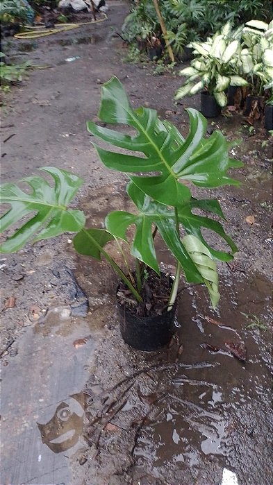 Costela de Adão pequena