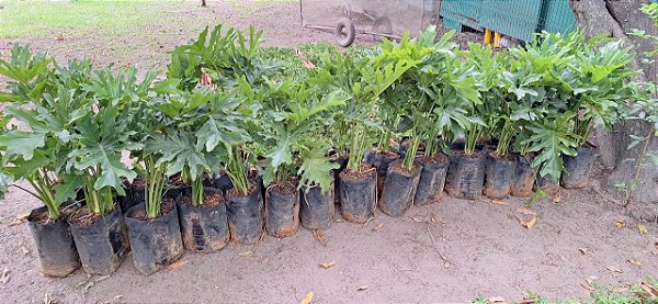 Philodendron bipinnatifidum 60 a 80 cm