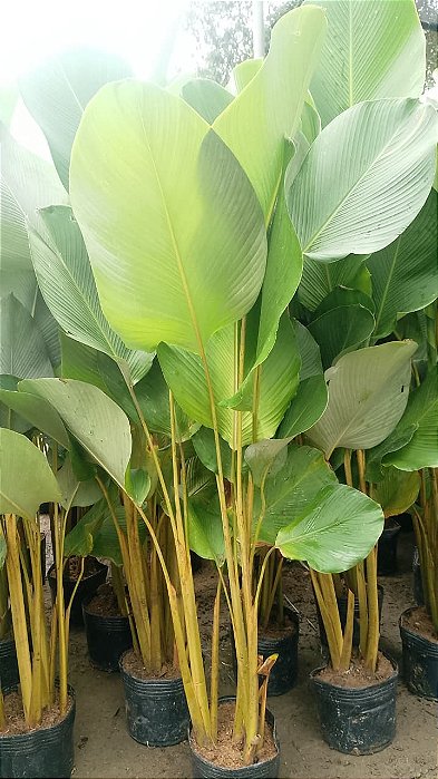 MARANTA CHARUTO 1 A 1,20