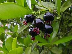 GRUMIXAMA 2,5 A 3 MTS DAP 3 (Eugenia brasilienses)