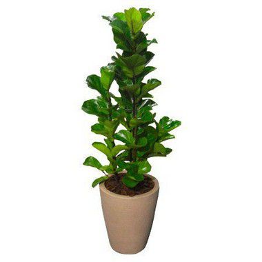 Arranjo com Ficus Lyrata no Vaso de Polietileno
