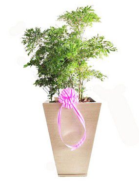 Árvore da Felicidade no Vaso de Polietileno