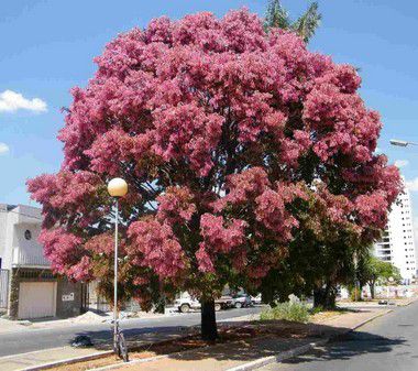 Sapucaia - 1,80 a 2,20 metros