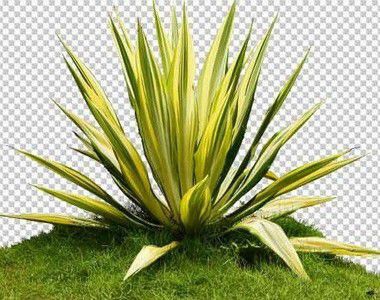 Agave Variegata