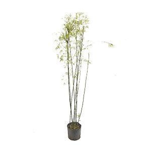Bambuzinho de Jardim