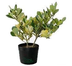 Clúsia Variegata