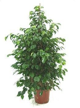 Ficus Benjamina