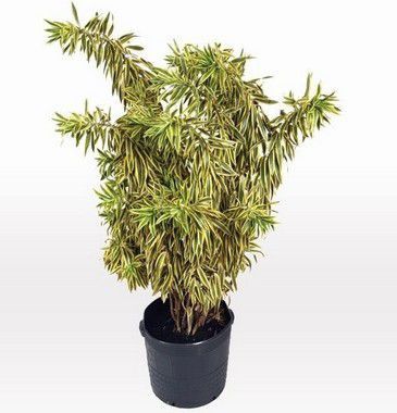 Pleomele Variegata - 1,00 a 1,30 metros