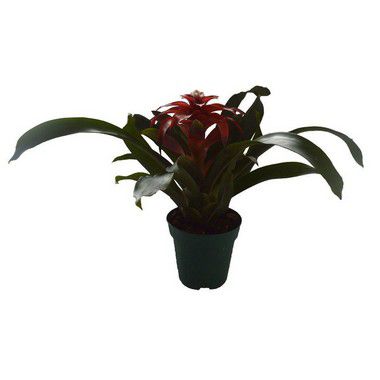 Bromélia Guzmânia Vermelha - Pote 12 cm