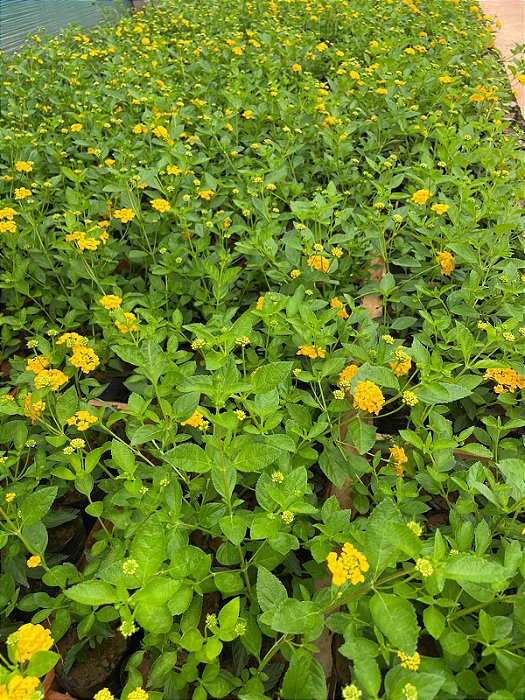 Lantana Amarela - Caixa com 15 unidades