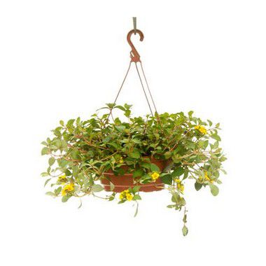 Lantana