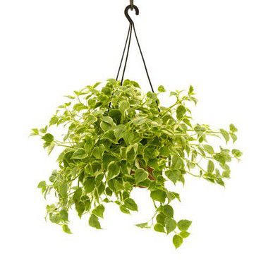 Peperomia Variegata