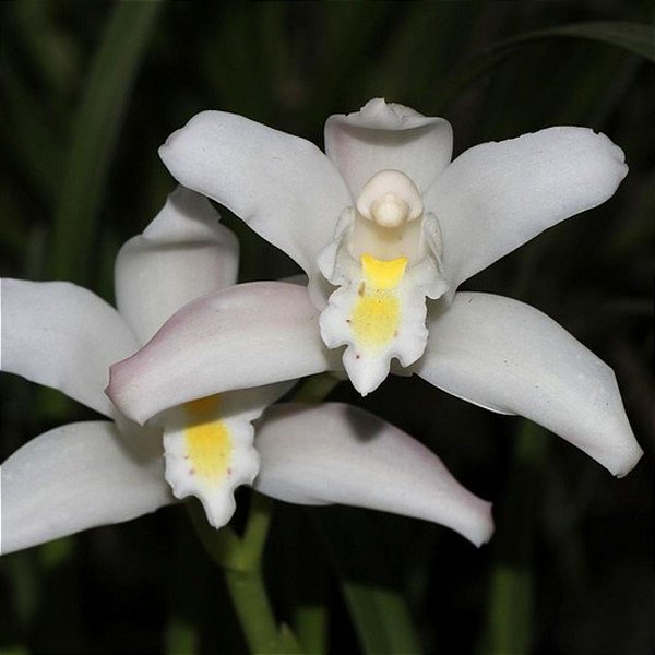 Cymbidium eburneum