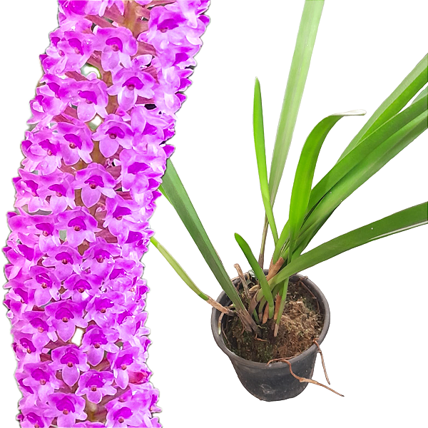 Arpophillum giganteum (Orquídea-escova-de-mamadeira)