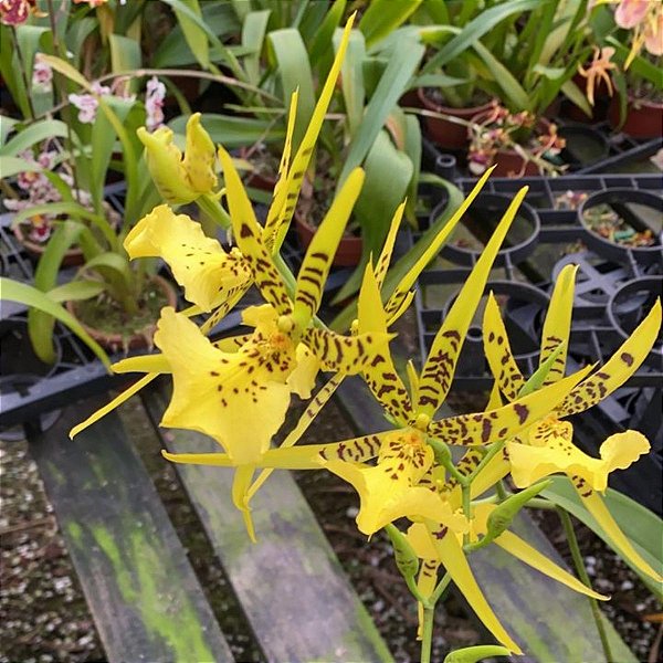 Brassia amarela