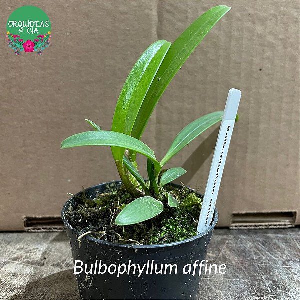 Bulbophyllum affine