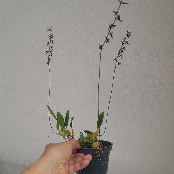 Bulbophyllum miniatum