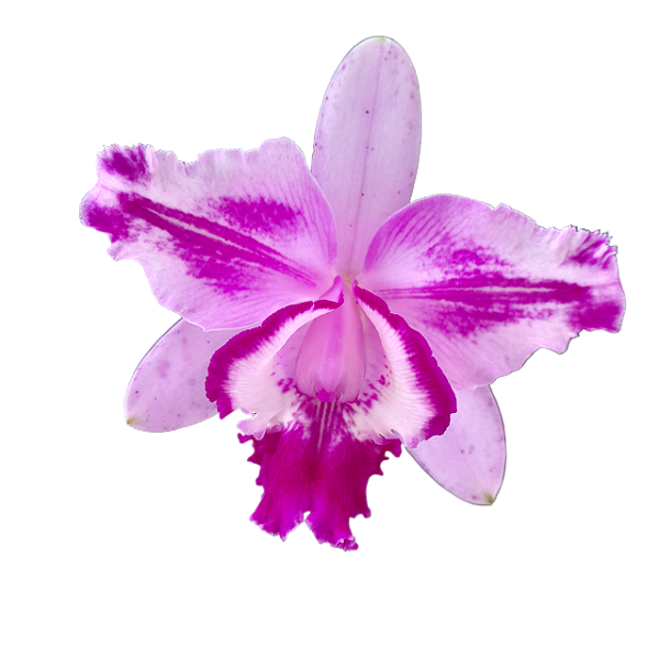 Cattleya intermedia