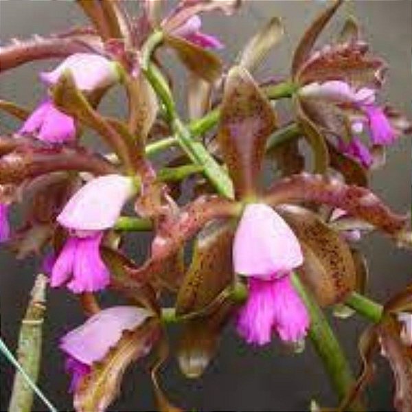Cattleya leopoldii (Cattleya tigrina)