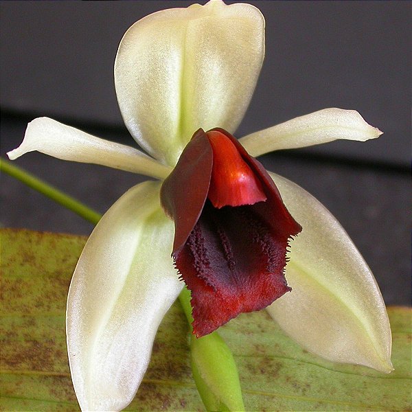 Coelogyne usitana