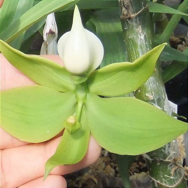 Cycnodes lehmanii (Cycnoches lehmannii)