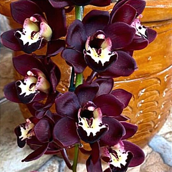 Orquídea Negra Cymbidium Kiwi Midnight - Orquídeas & Cia