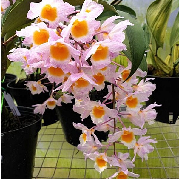 Dendrobium Rosy cluster