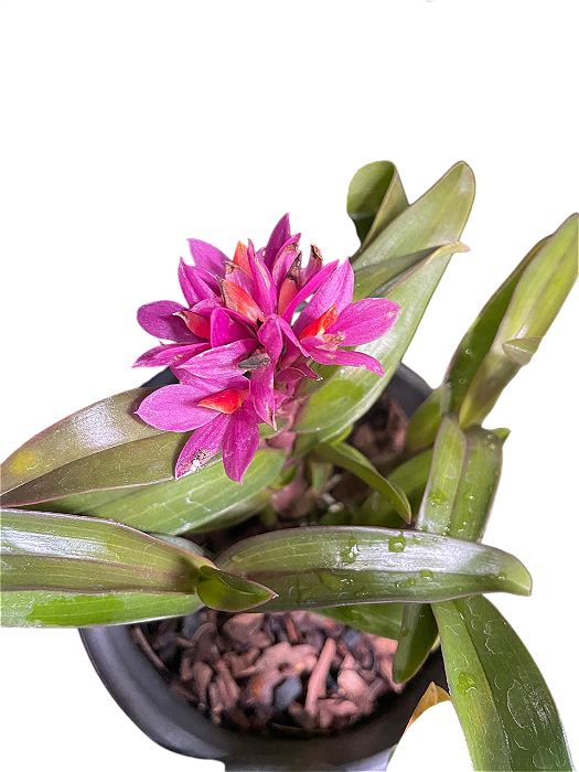 Dendrobium hibiki