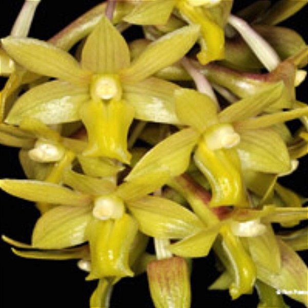 Dendrobium ionopus
