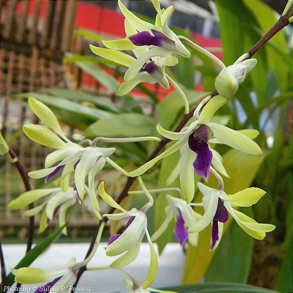 Dendrobium pixie princess