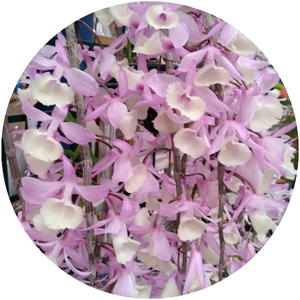 Dendrobium aphyllum (pierardii)