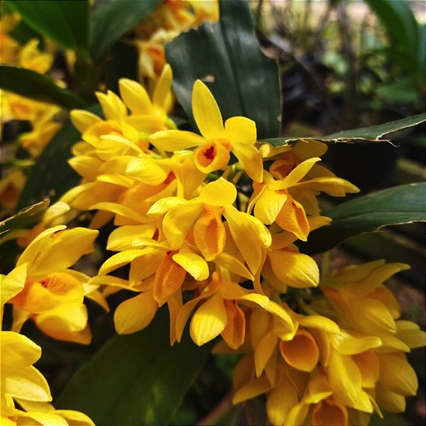Dendrobium sulcatum
