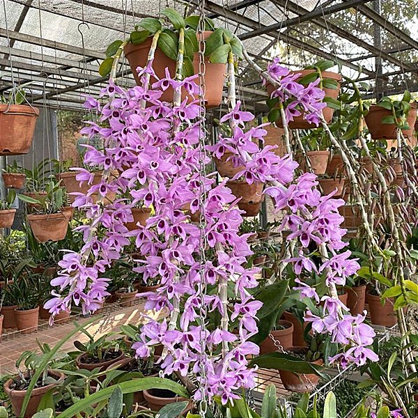 Dendrobium superbum ou anosmum