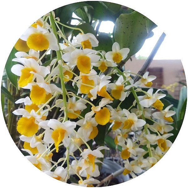 Dendrobium thyrsiflorum