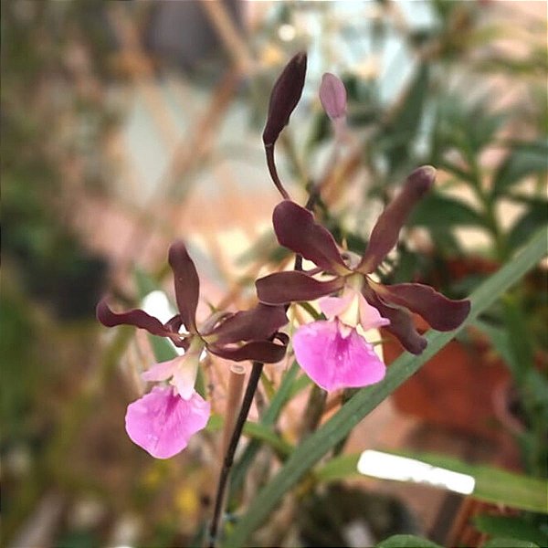 Encyclia randii