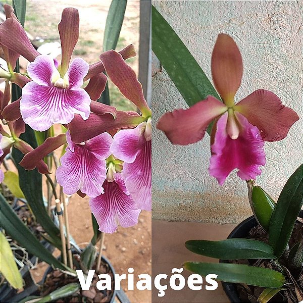 Encyclia randii x Laelia tenebrosa