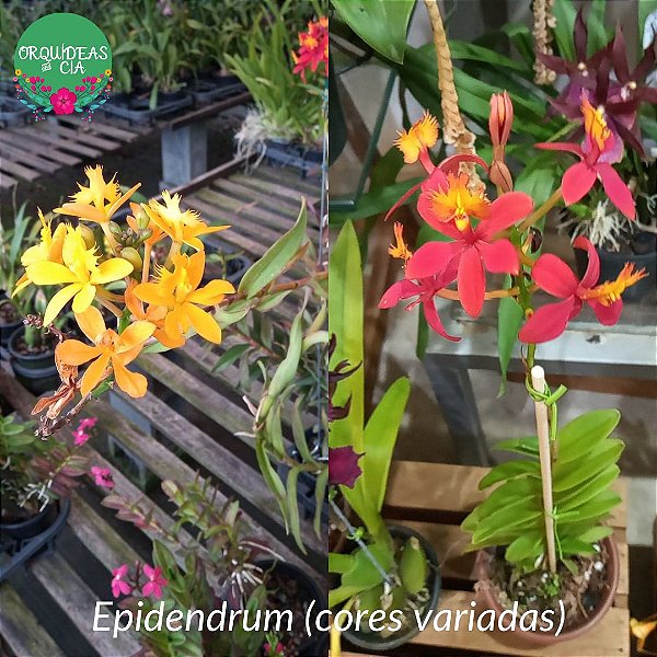 Epidendrum (cores diversas)
