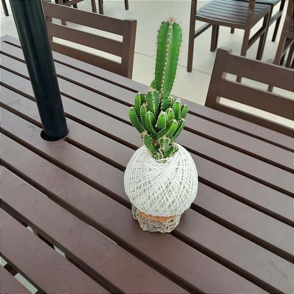 Kokedama de Cacto
