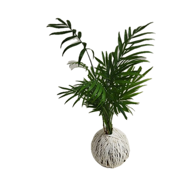 Kokedama de Palmeirinha